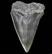 Fossil Mako Shark Tooth - Georgia #75194-1